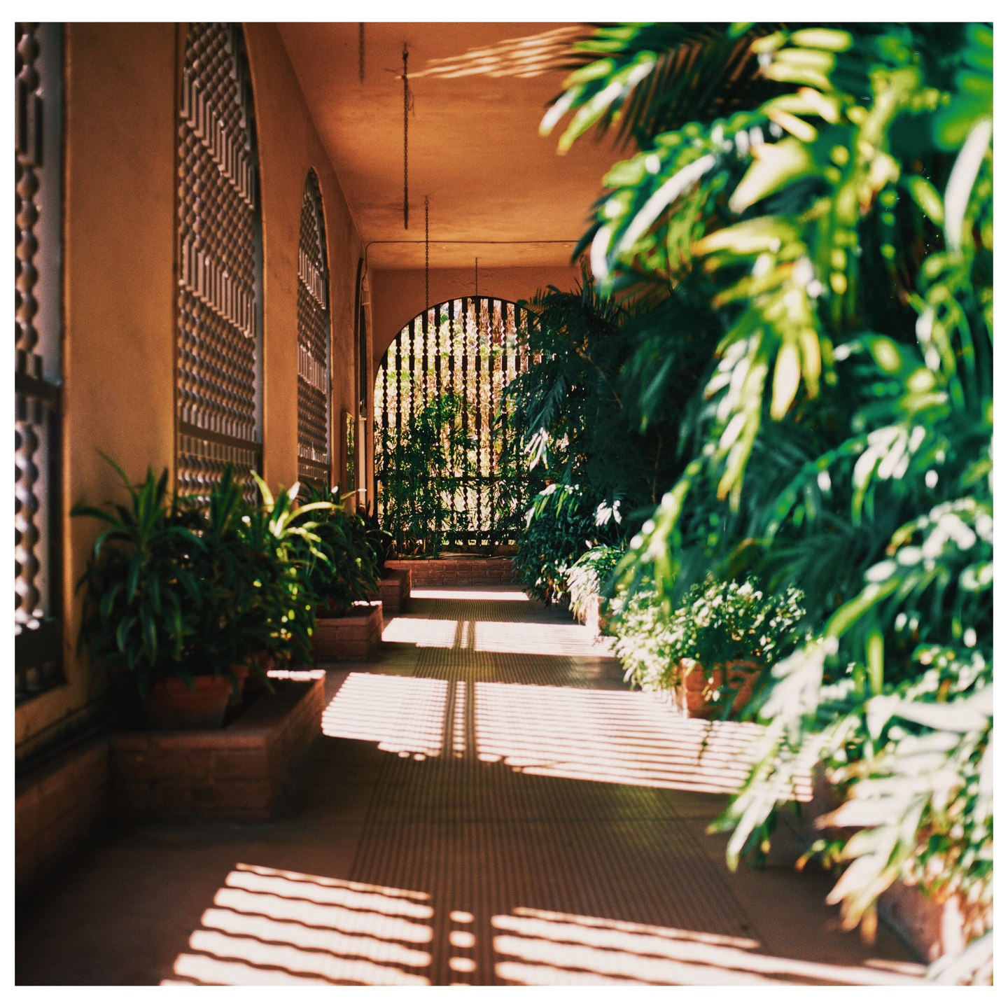 Sunlight casts striped shadows across a tiled walkway lined with potted plants and lush foliage, leading to an arched gate.
