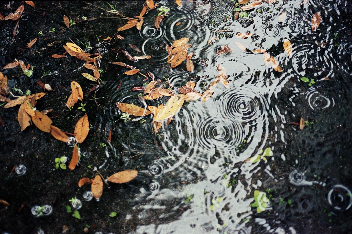 Raindrops create ripples in a puddle with fallen autumn leaves and small green plants.
