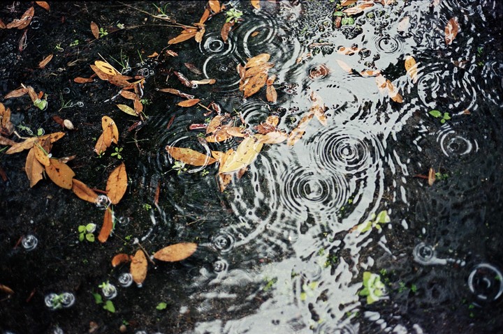 Raindrops create ripples in a puddle with fallen autumn leaves and small green plants.
