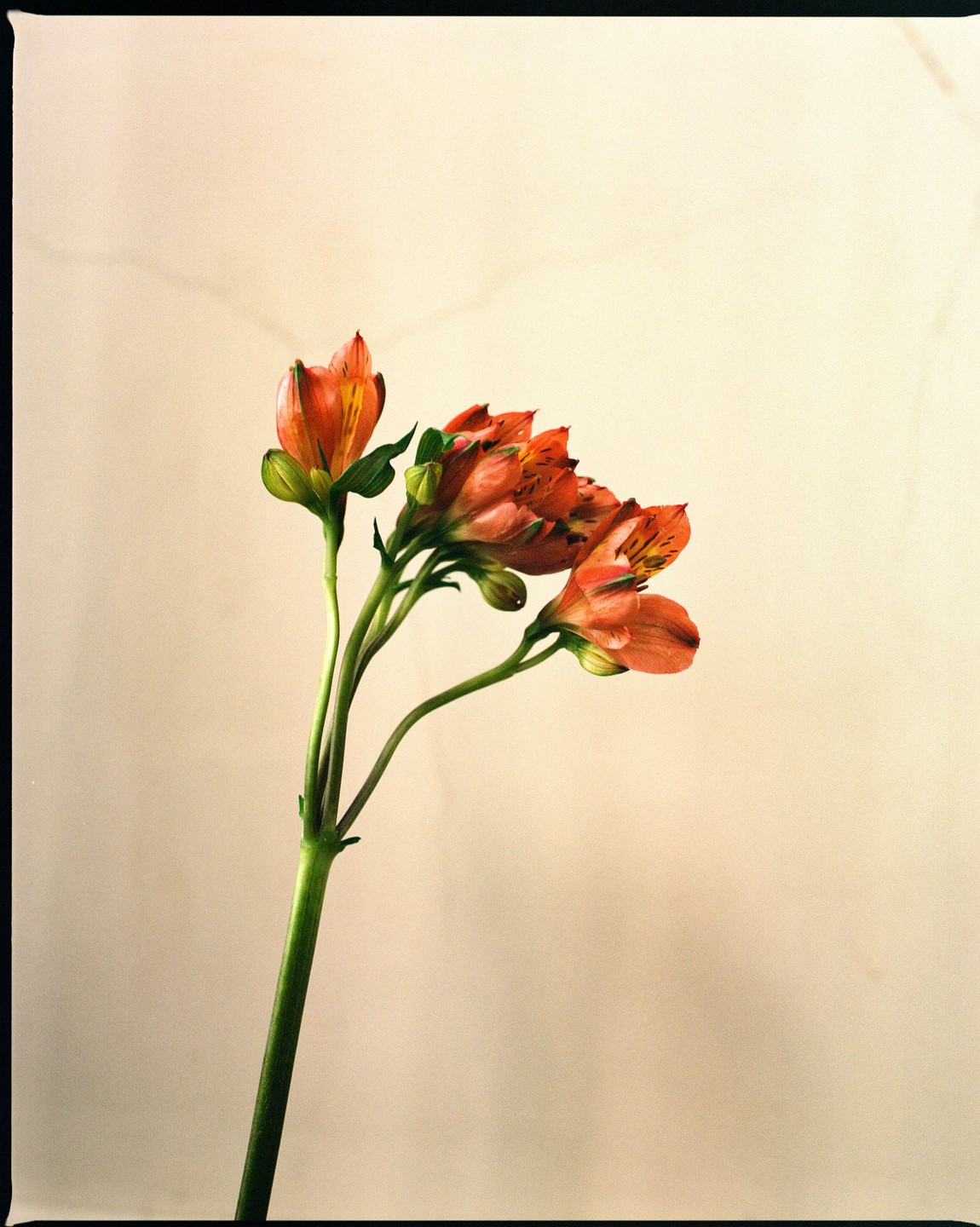 A cluster of orange flowers with green stems is set against a light background.