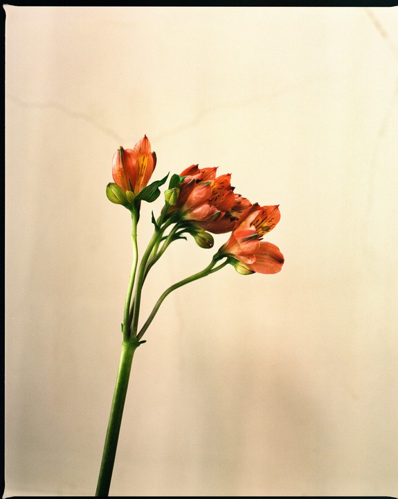 A cluster of orange flowers with green stems is set against a light background.