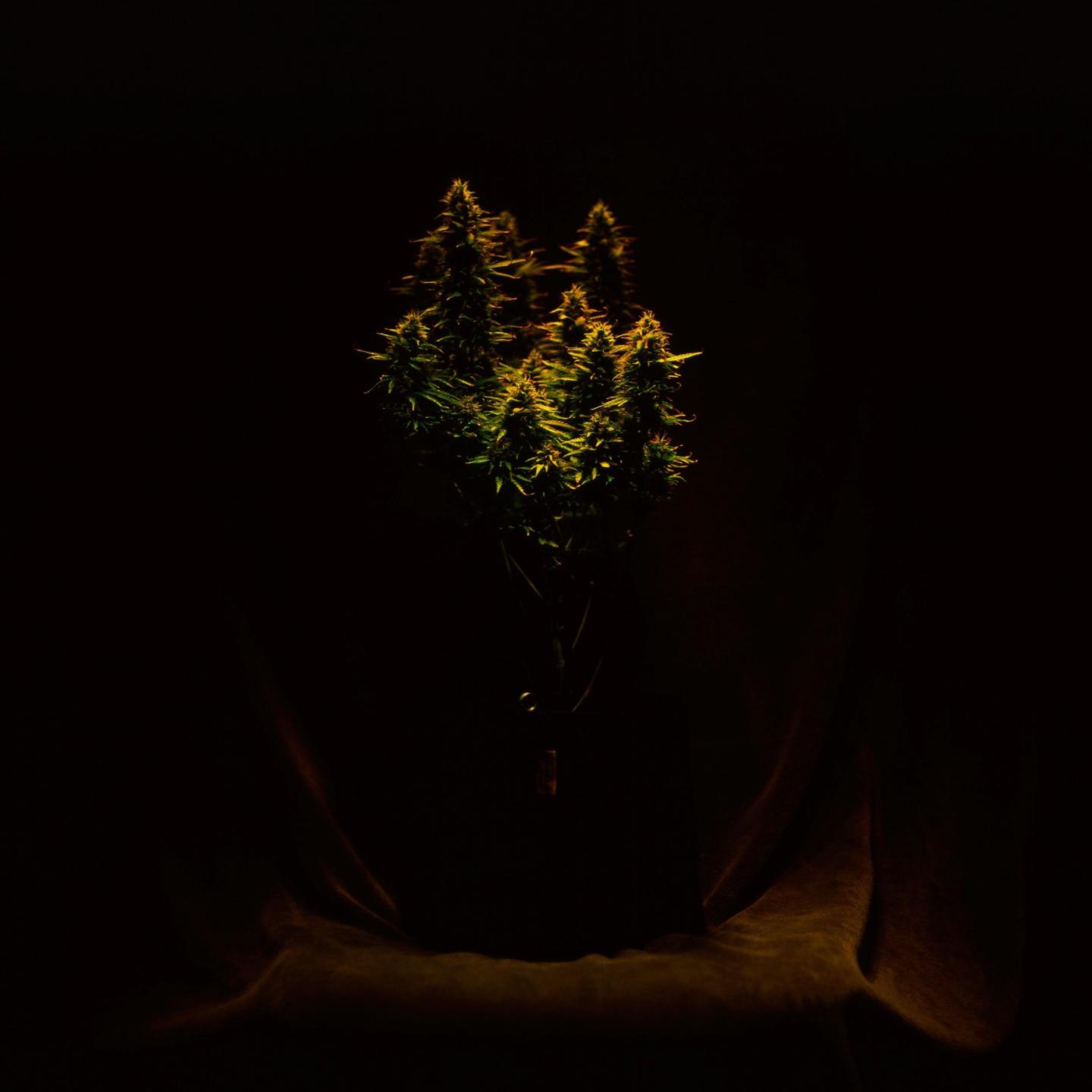 A plant with many buds is illuminated against a dark background.