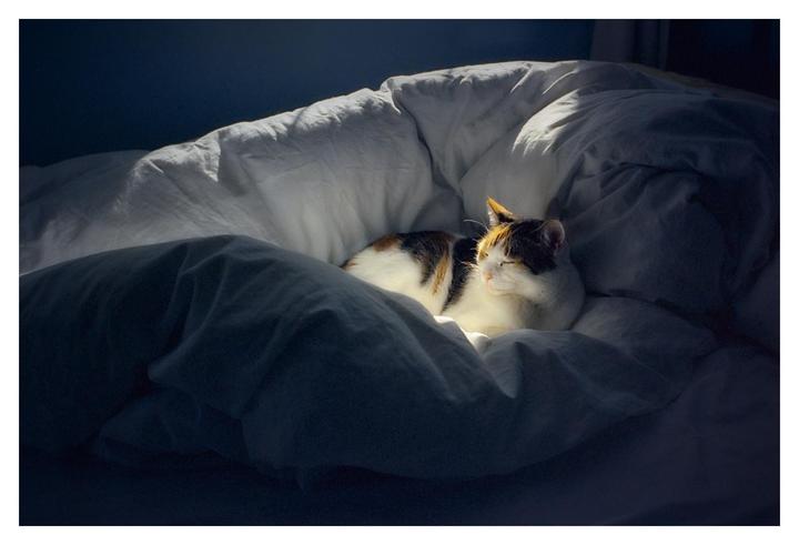 A calico cat sleeps curled up in white and blue bedding, illuminated by a shaft of sunlight.