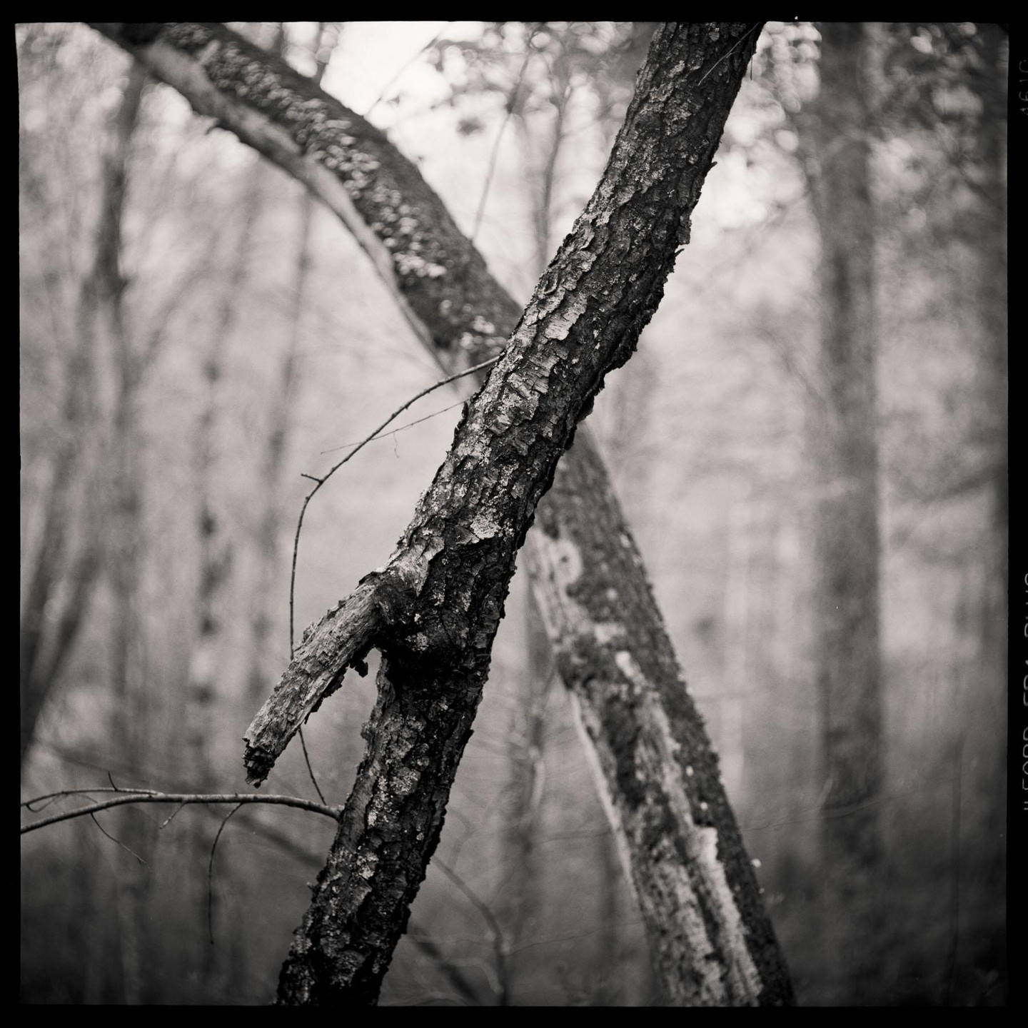 Two tree trunks cross in a hazy forest.