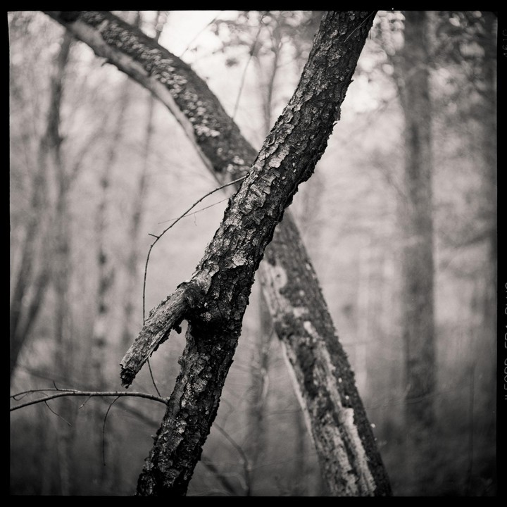 Two tree trunks cross in a hazy forest.