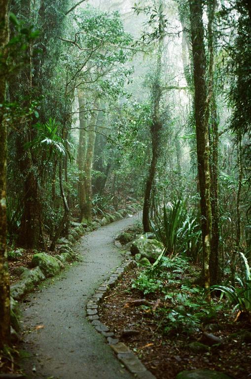 A winding pathway leads through a lush, green forest with tall trees and dense foliage.