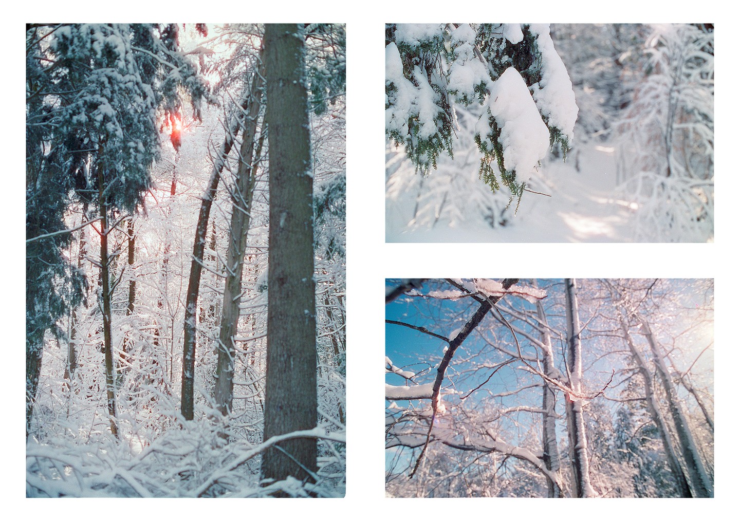A triptych shows a snowy forest with sunlight peeking through the trees, a close-up of snow-covered pine branches, and a view of snow-laden tree branches against a blue sky.