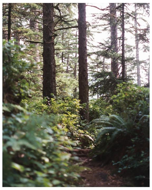 A narrow path winds through a dense forest with tall trees and lush undergrowth.