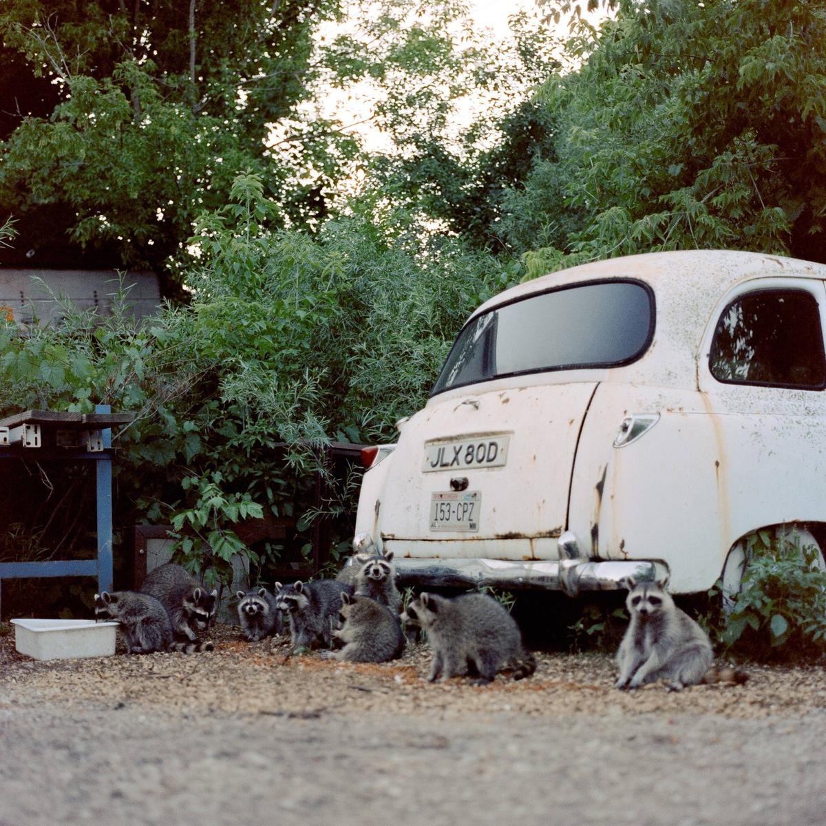 A group of raccoons gathers near the back of a white, rusty car.