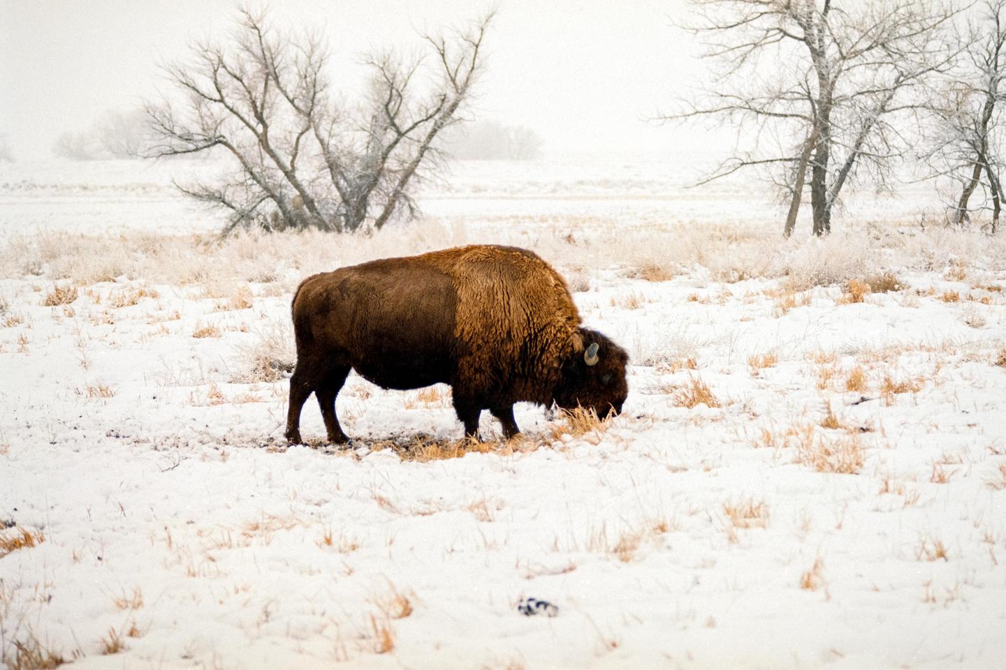 A bison grazes in a snow-covered field with bare trees in the background.