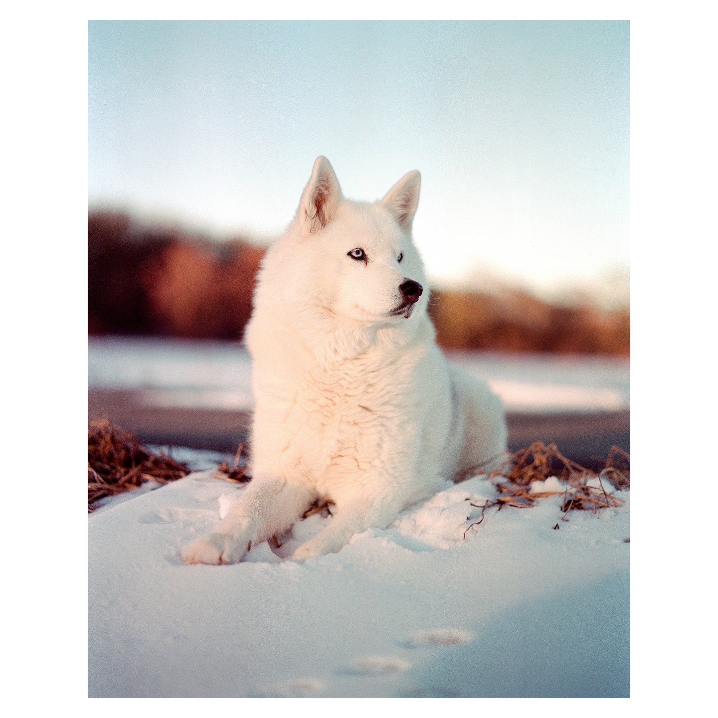 A white dog with blue eyes lies in the snow.