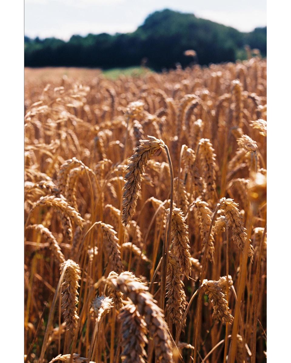 A field of golden wheat stretches towards a distant treeline under a bright sky.
