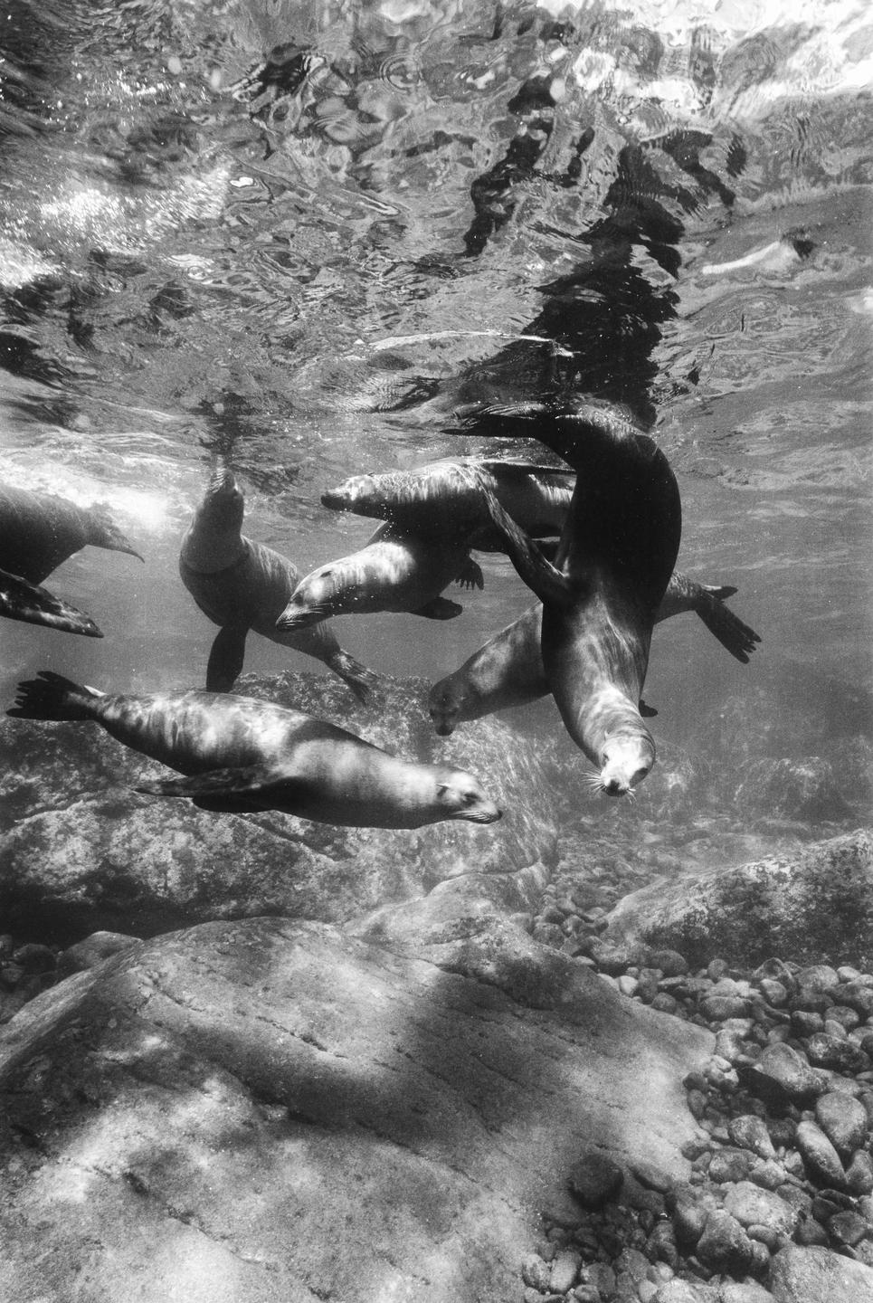 Several sea lions swim underwater near a rocky seabed with light dappling the surface.