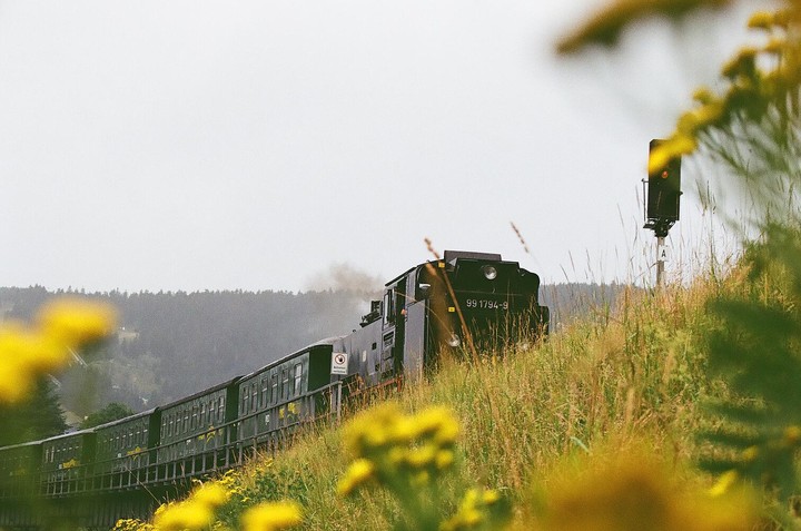 A black train with green passenger cars travels through a grassy landscape with a forest in the background.