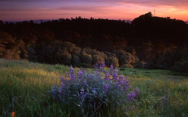 Purple wildflowers grow in a field with trees and a colorful sky in the background.