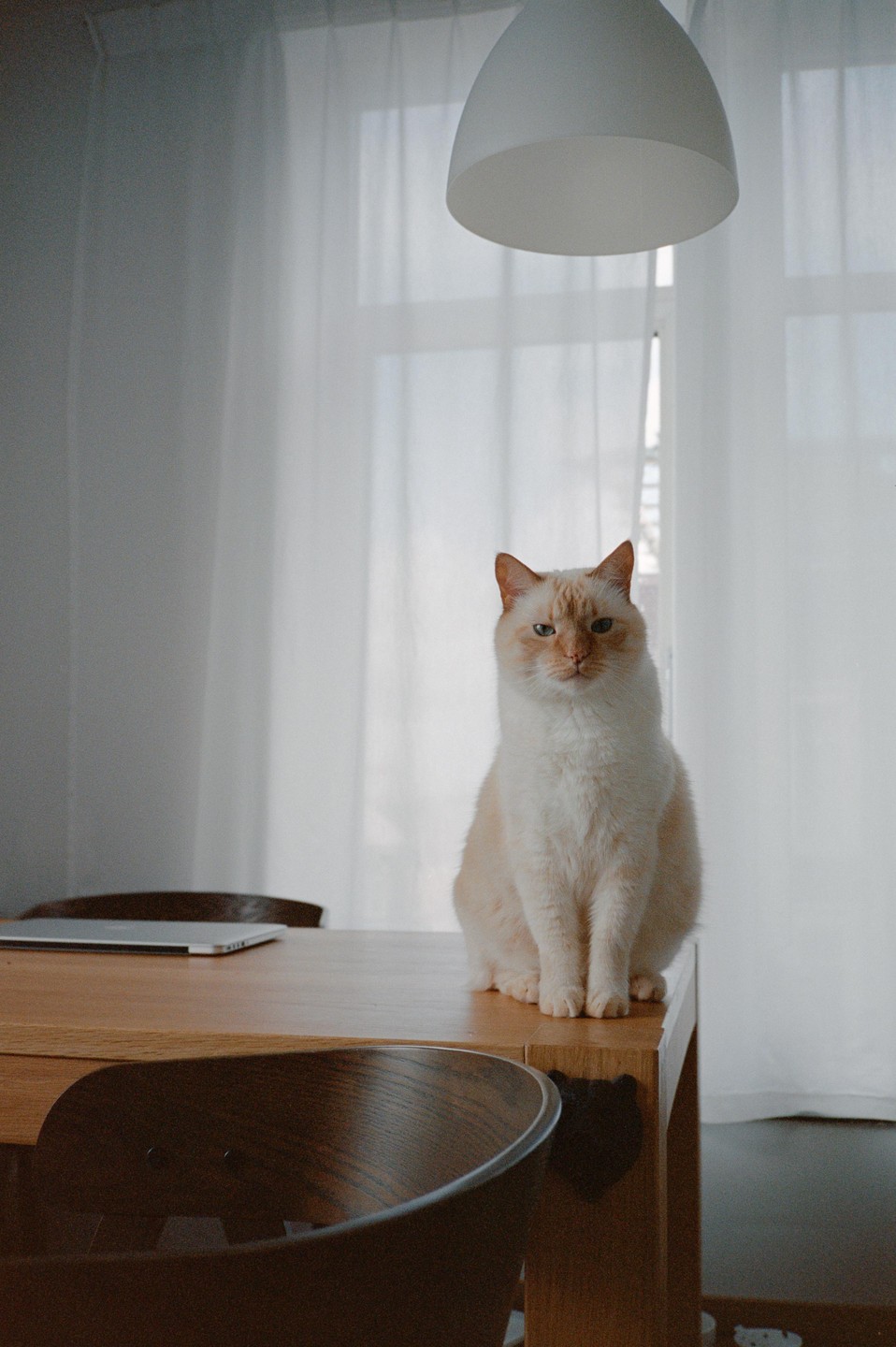 A light-colored cat sits on a wooden table in a room with white curtains.