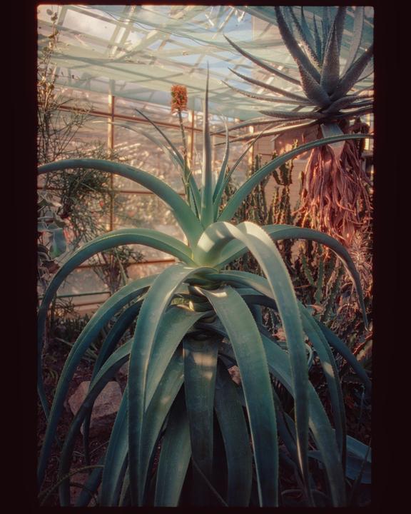 A large aloe plant with a single orange bloom stands in a greenhouse.