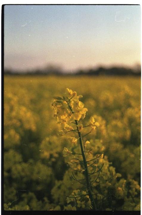 A single yellow flower stands out in a field of yellow flowers under a soft sky.