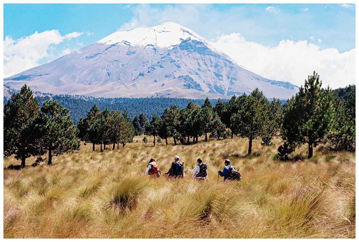 Four hikers walk through a field of tall grass with a snow-capped mountain and pine trees in the background.