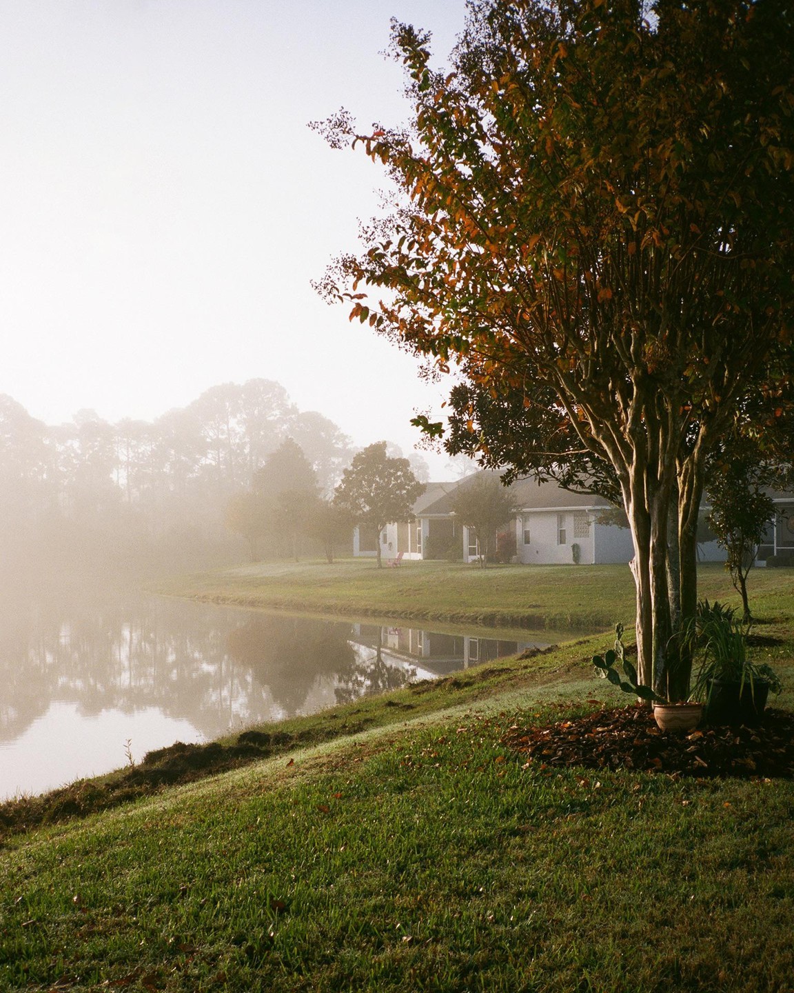 A tree with autumn foliage stands on a grassy bank next to a lake with houses visible through a thick fog on the opposite shore.
