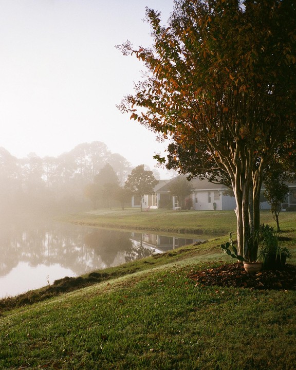 A tree with autumn foliage stands on a grassy bank next to a lake with houses visible through a thick fog on the opposite shore.