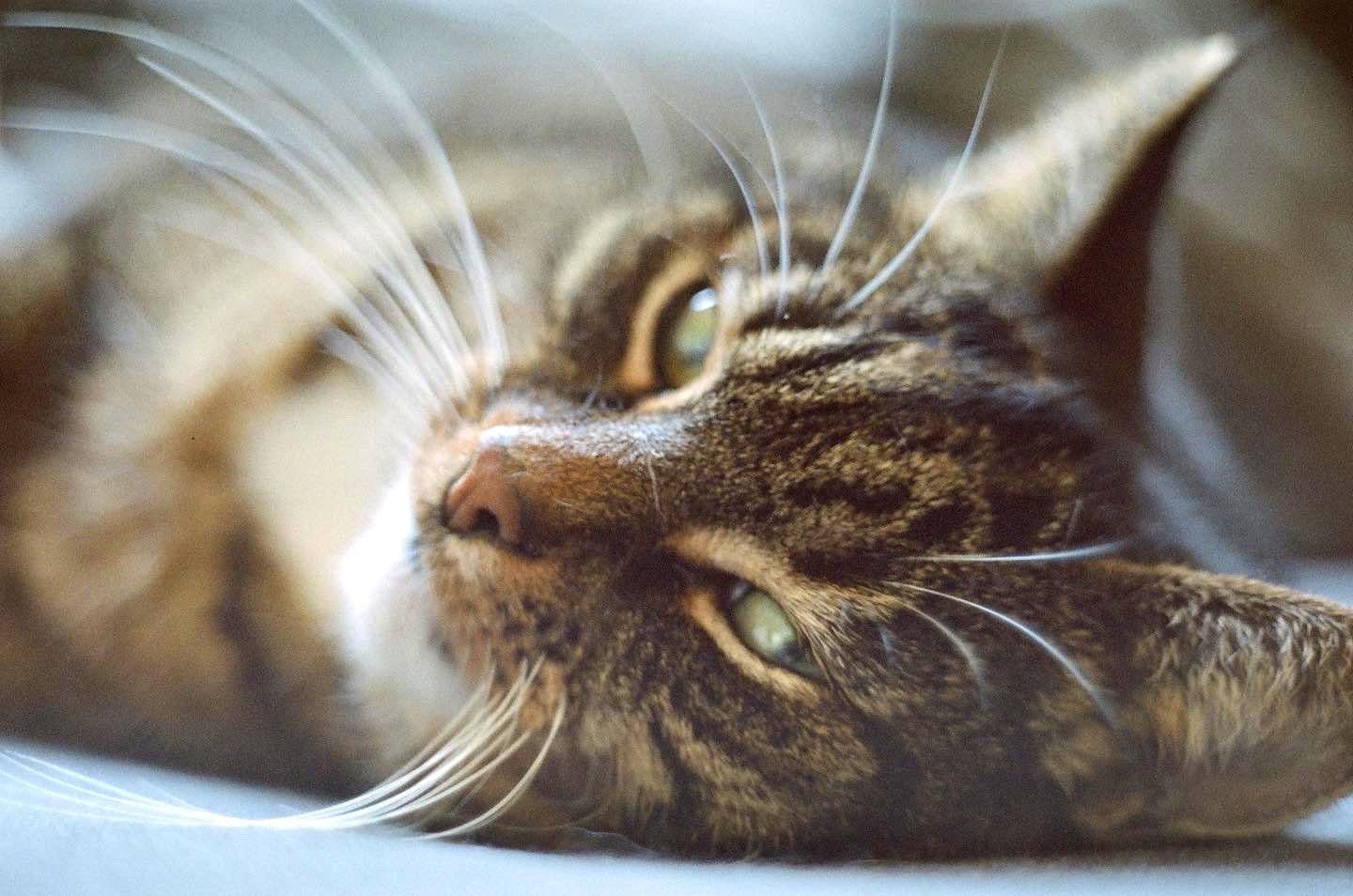 A close-up of a tabby cat shows its whiskers and green eyes.