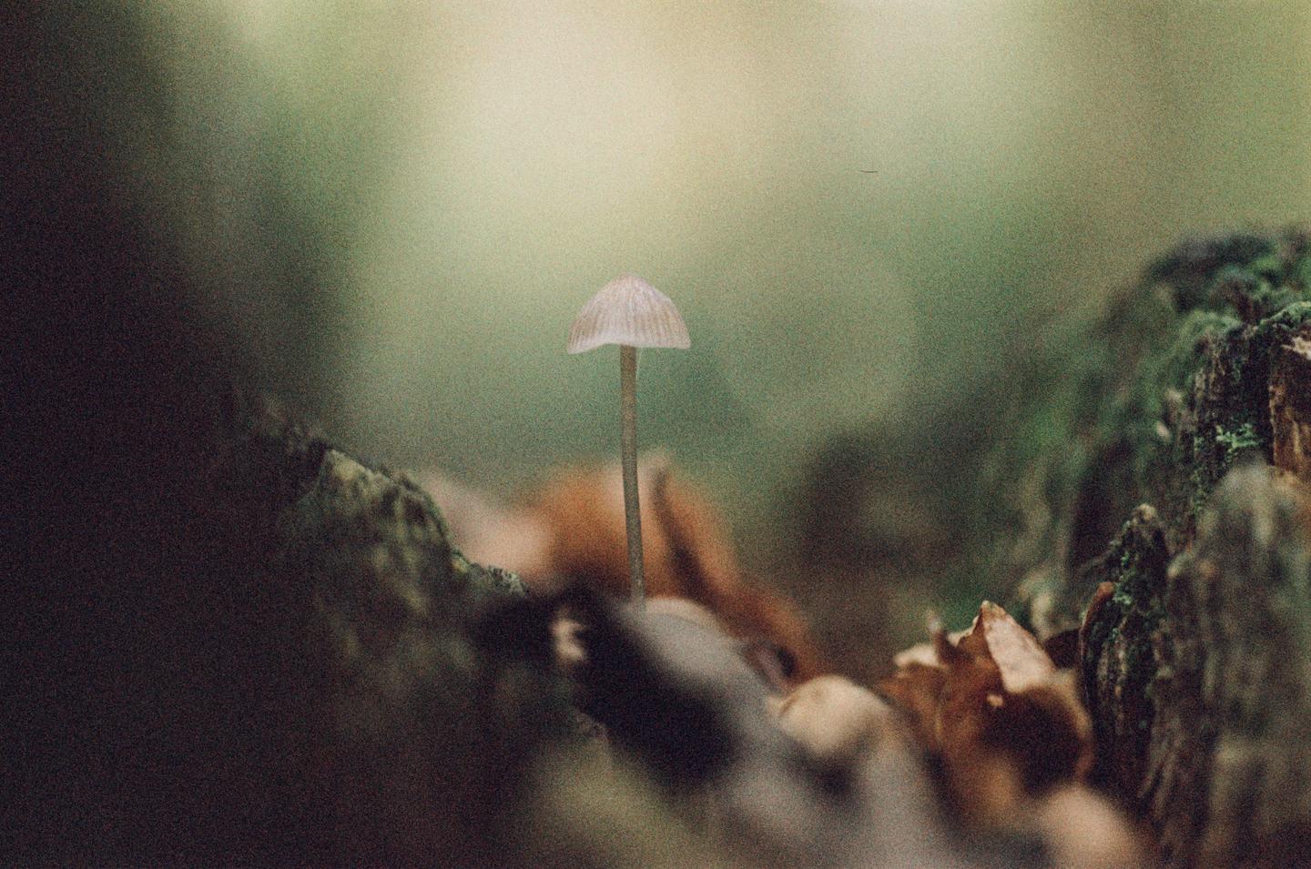 A single mushroom grows among moss and autumn leaves.