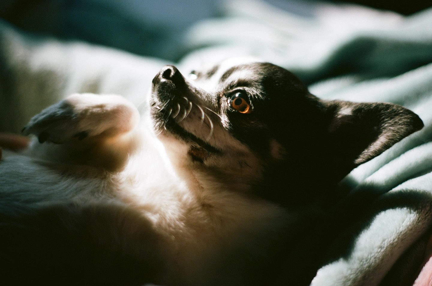 A small dog with dark fur and white markings lies on its back on a light blue blanket, looking up with bright orange eyes.