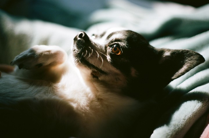 A small dog with dark fur and white markings lies on its back on a light blue blanket, looking up with bright orange eyes.