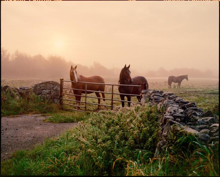 Three horses stand in a hazy field behind a metal gate and stone wall at dawn.