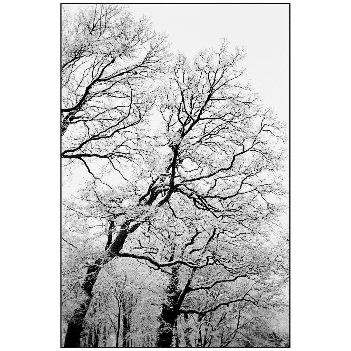 Bare tree branches covered in snow reach towards the sky.