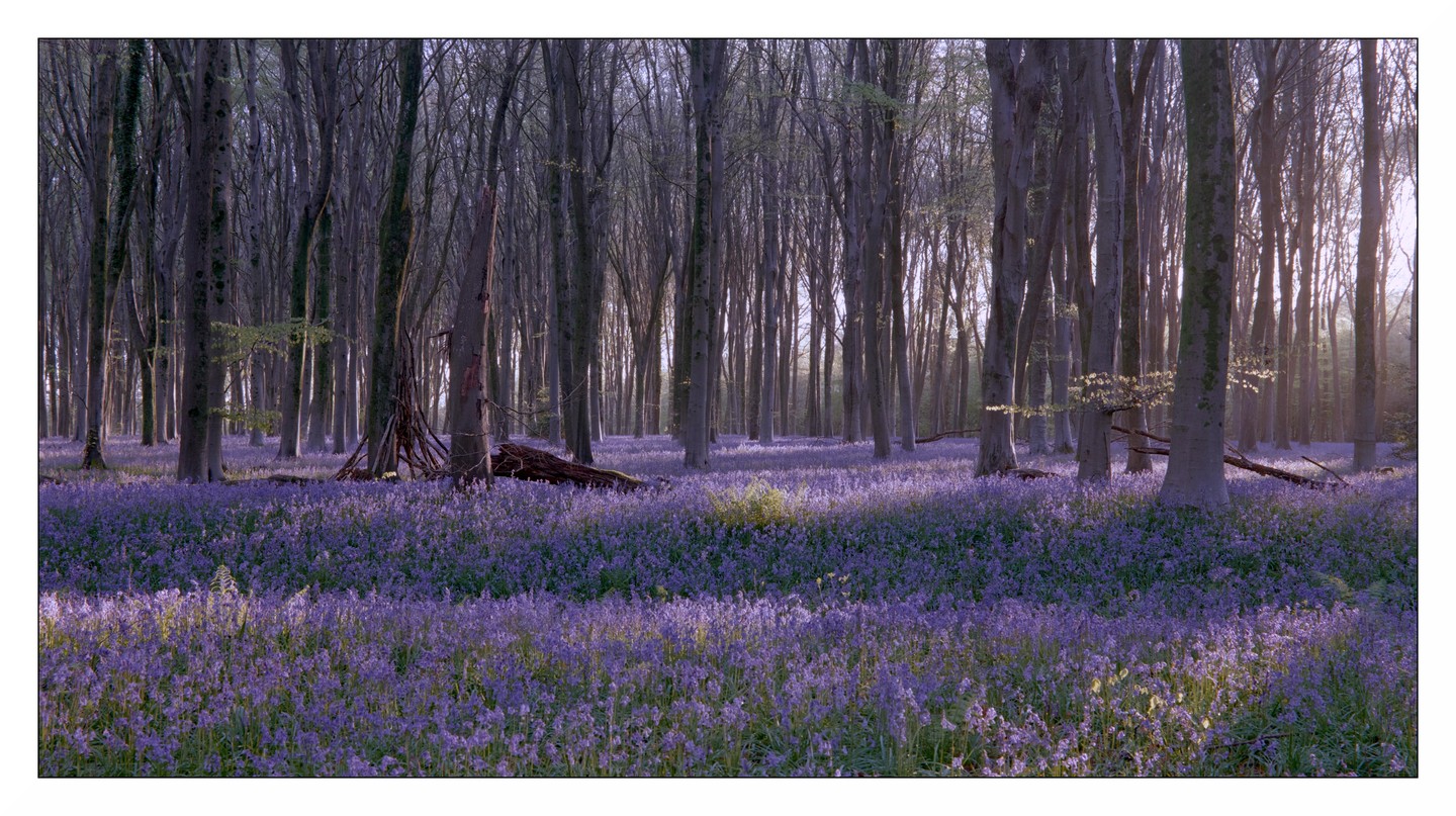 A forest floor is covered in a dense carpet of purple bluebell flowers with tall, bare trees rising into the soft light of morning.
