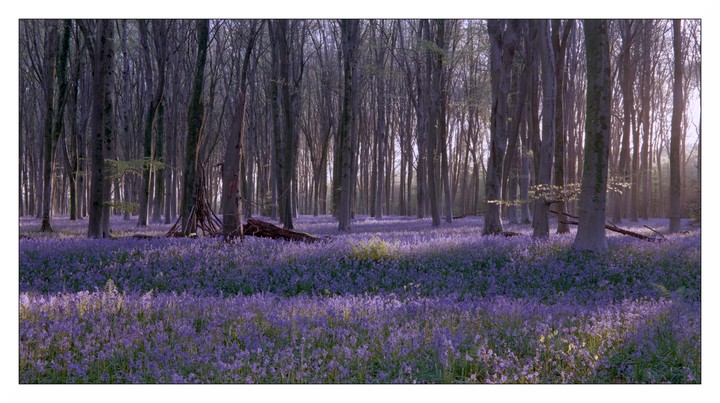 A forest floor is covered in a dense carpet of purple bluebell flowers with tall, bare trees rising into the soft light of morning.