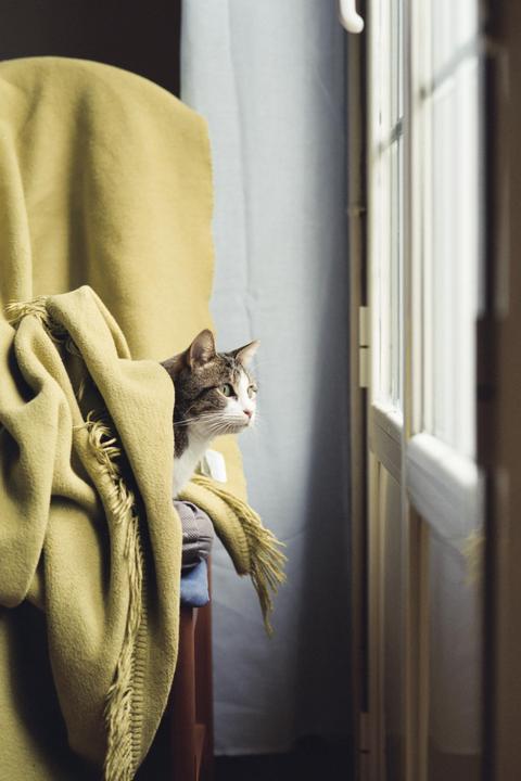 A tabby cat peeks out from under a yellow blanket, looking towards a window.