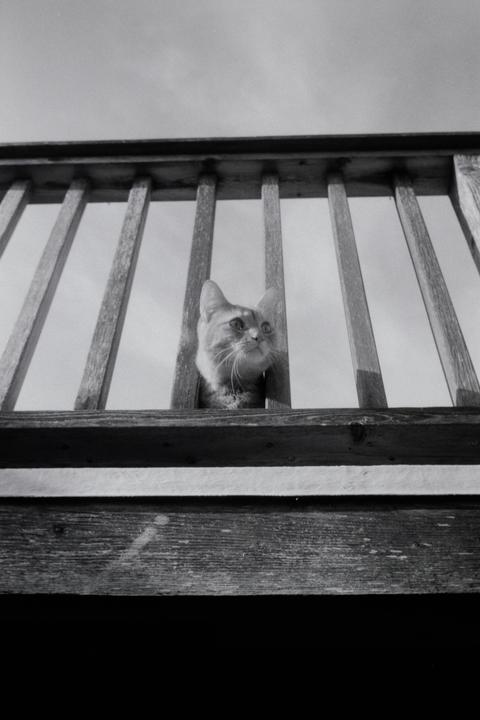 A cat looks up from behind a wooden railing against a bright sky.