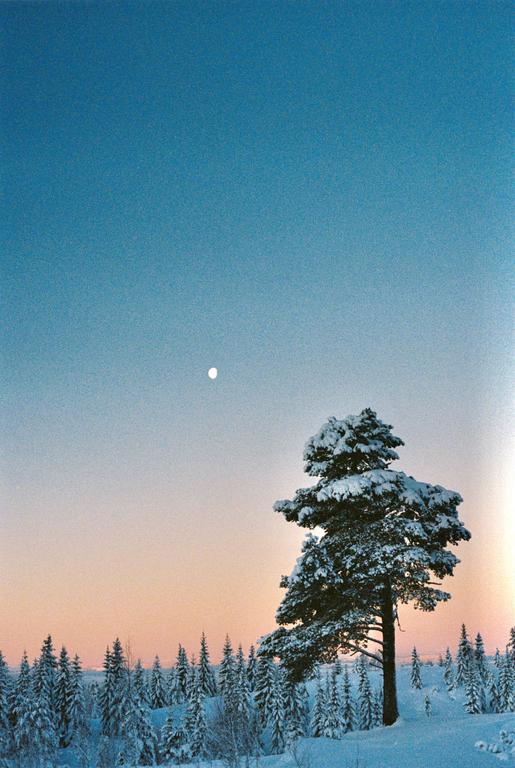 A snow-covered pine tree stands in a winter landscape with a moon in the sky.