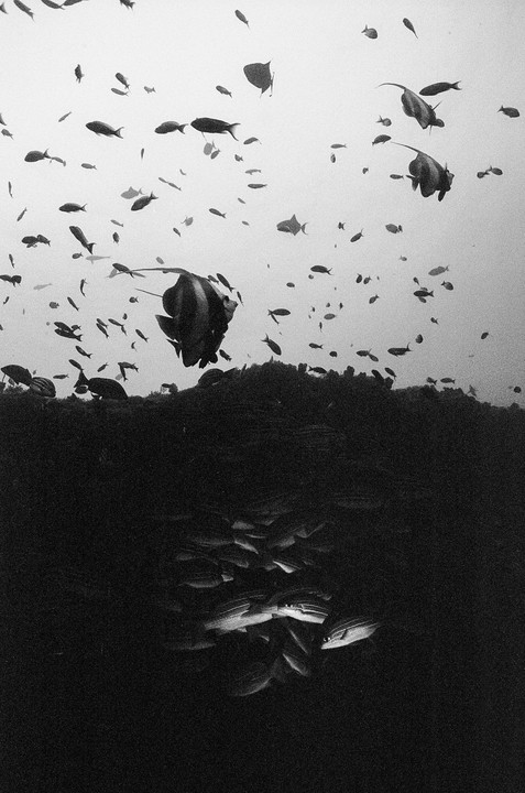 Many fish swim in the ocean, with some in the bright upper half and others in the dark lower half.