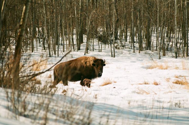 A bison stands in a snowy forest with bare trees in the background.