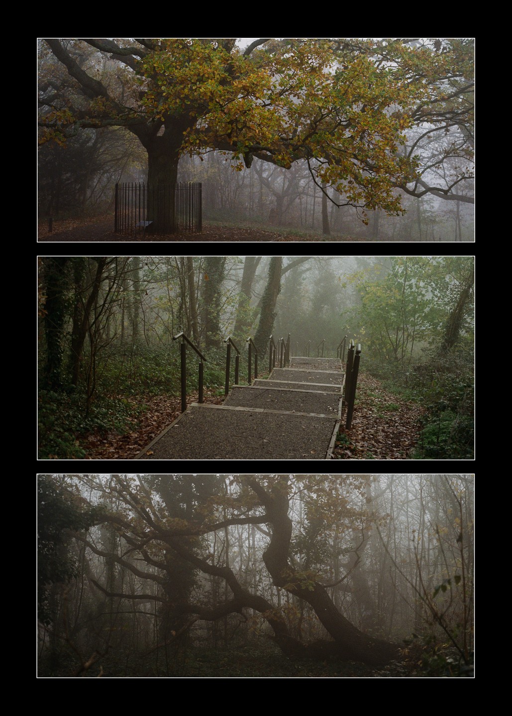 Three images show a forest in autumn fog, with a large tree, a staircase, and gnarled branches.