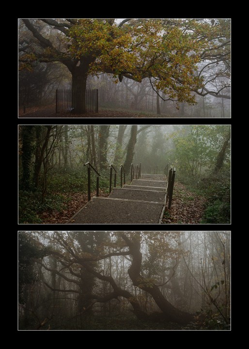 Three images show a forest in autumn fog, with a large tree, a staircase, and gnarled branches.