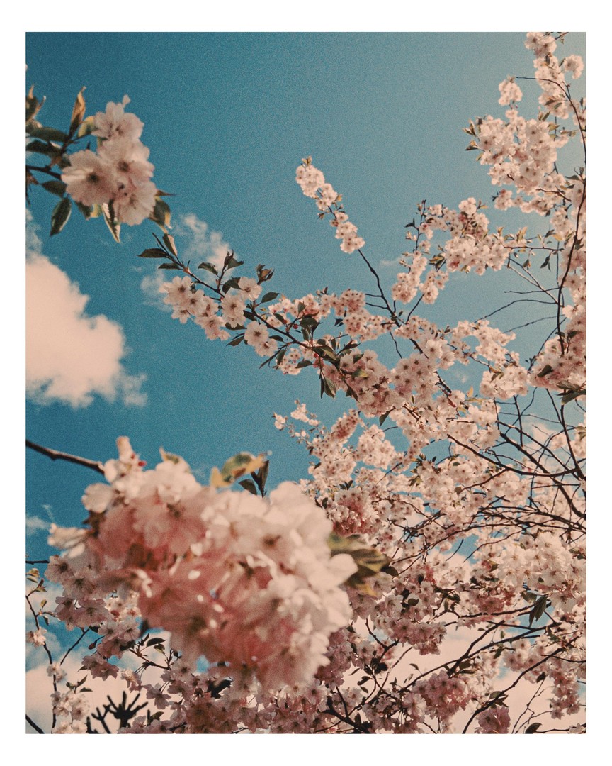 Contaxt G1, expired Velvia100, pushed one stop, tagged blossom