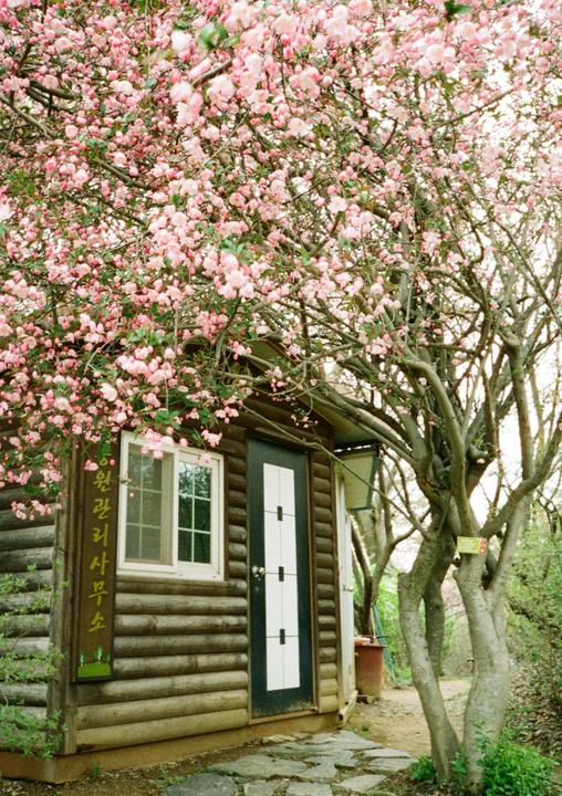 A small wooden cabin with a white window and a black and white door is surrounded by a tree with pink blossoms.