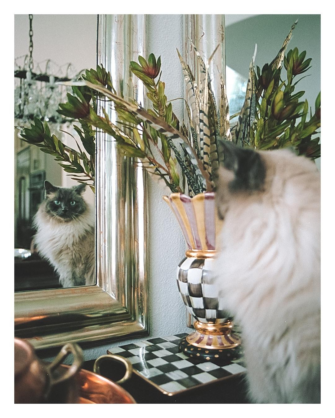 A fluffy cat looks at its reflection in a mirror next to a vase with feathers and foliage.