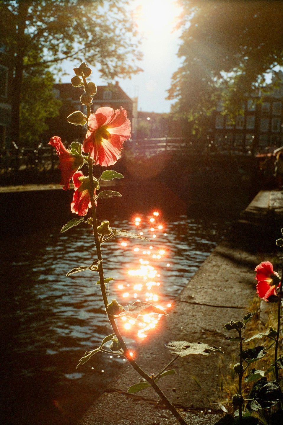 A tall red flower stands beside a canal with sparkling water and buildings in the background.