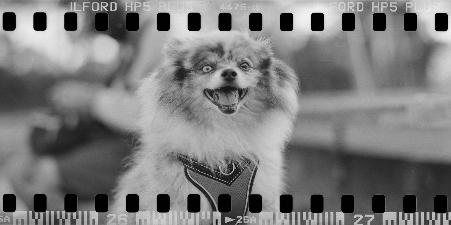 A fluffy dog with wide eyes and an open mouth is visible in a black and white close-up.