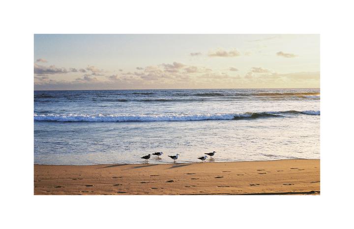 A group of seagulls stands on a sandy beach as waves roll in from the ocean under a cloudy sky.