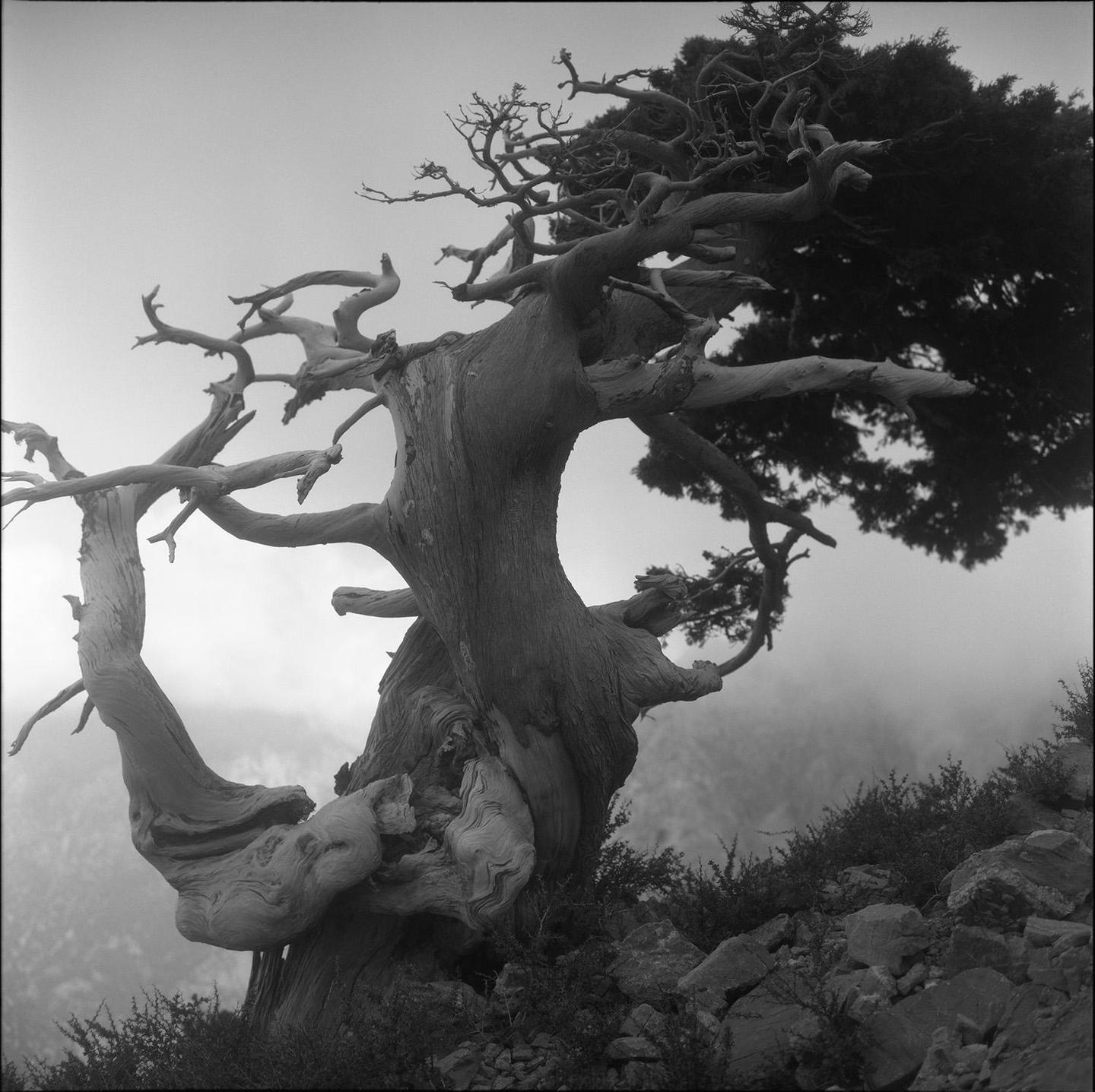 A gnarled tree with dense foliage on its right side stands on a rocky slope with a hazy background.