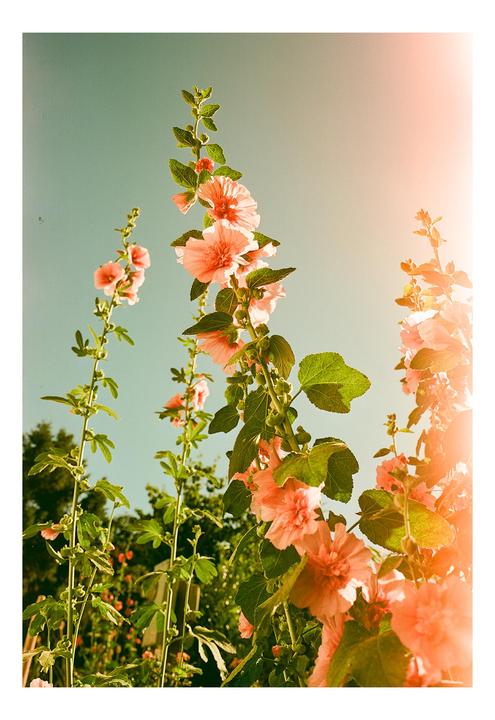 Tall pink hollyhock flowers with green leaves reach towards a bright sky.