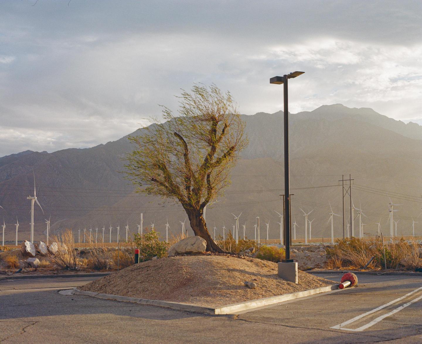 A lone tree stands on a small mound next to a street light with mountains and a wind farm in the background.