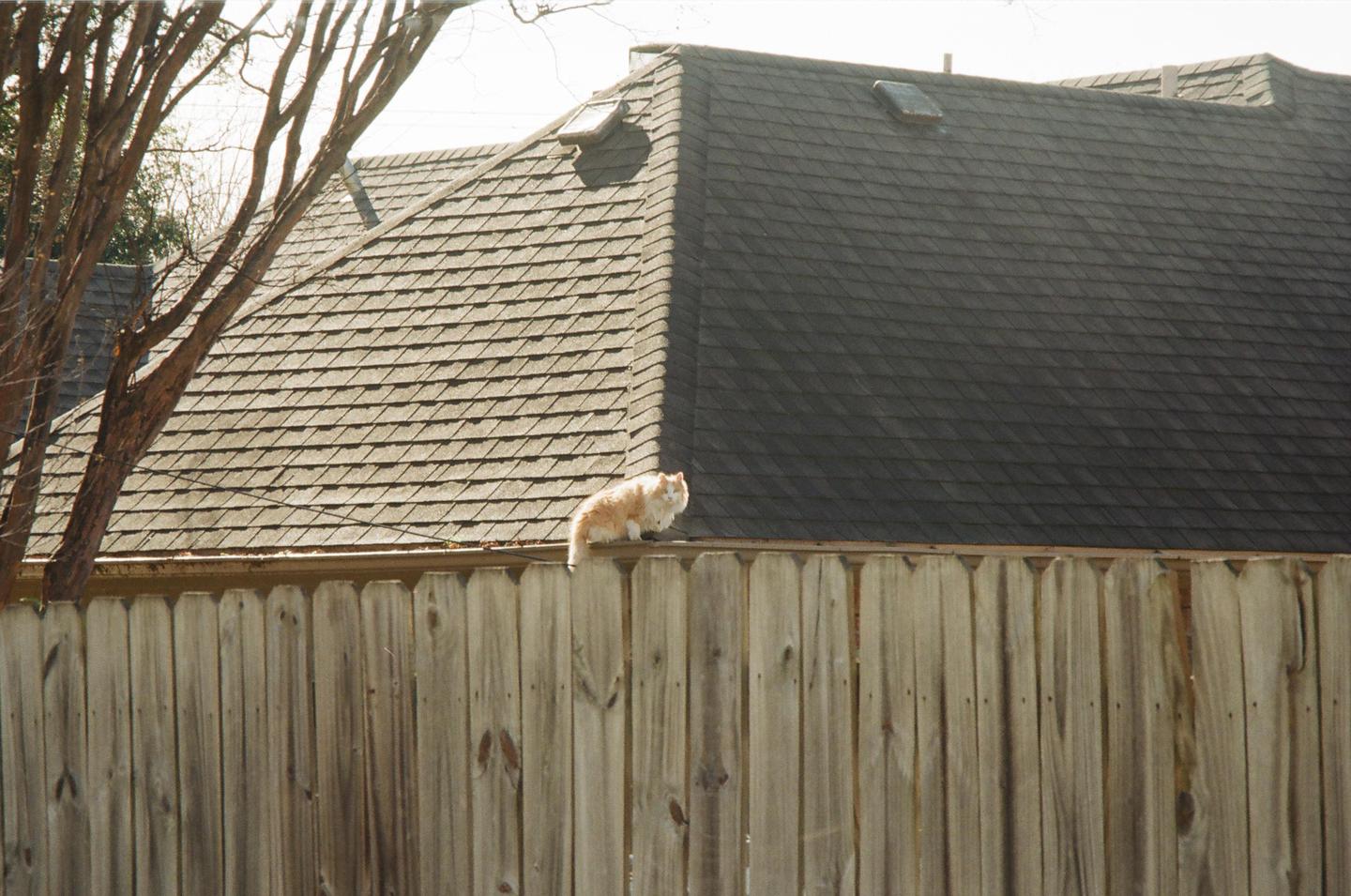 A fluffy orange cat sits on a wooden fence with a shingled roof in the background.